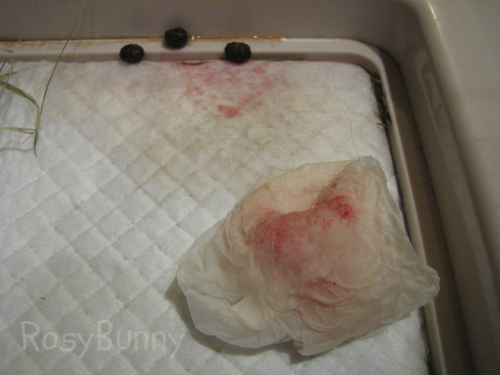 Bloody urine