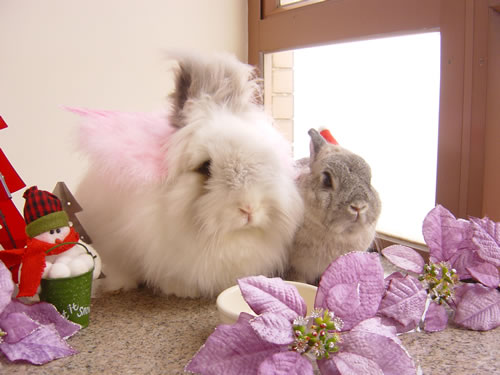 X'mas 2004