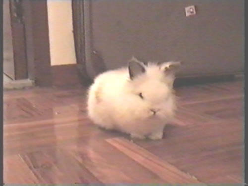 Baby Toto